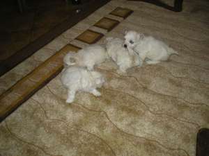 bichon maltese de vanzare