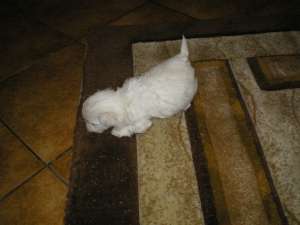 bichon maltese de vanzare