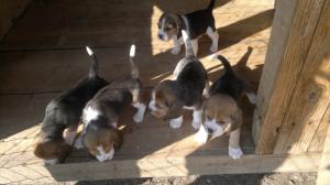 Catei Beagle