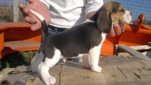 Catei Beagle