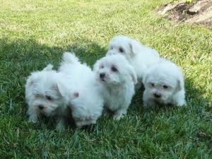 Catei Bichon Maltez