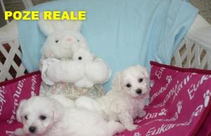 Catei Bichon Bolognez Mini