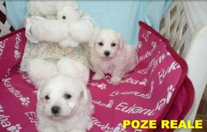 Catei Bichon Bolognez Mini