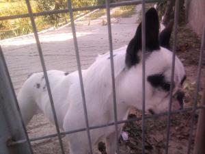 Ofer Mascul BULLDOG FRANCEZ de rasa PURA pentru monta!