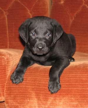 ofer labrador catel