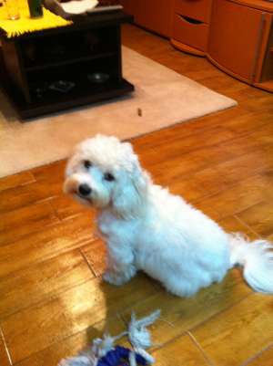 bichon maltez caut sotie
