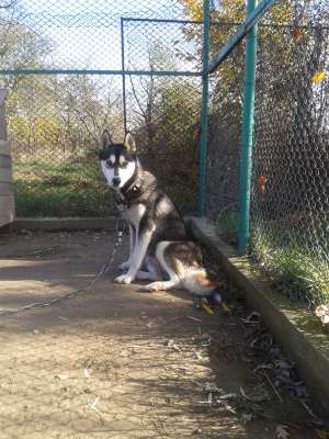 Pui,    mascul Husky de vanzare