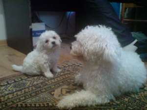 Vand Pui Bichon Neamt