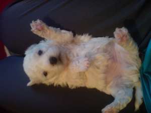 Vand Pui Bichon Neamt