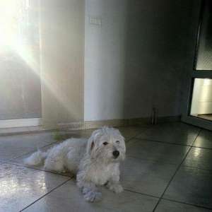 Pierdut Bichon alb in Constanta