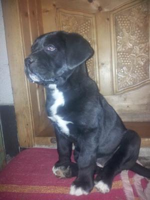 vand catelusa cane corso in varsta de 2 luni si 3 saptamani 2 vaccinuri si o deparzitare facute