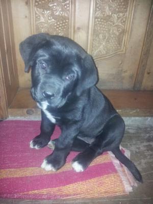 vand catelusa cane corso in varsta de 2 luni si 3 saptamani 2 vaccinuri si o deparzitare facute