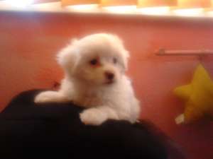 Vand Bichon Maltez de Rasa