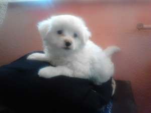 Vand Bichon Maltez de Rasa