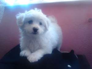 Vand Bichon Maltez de Rasa