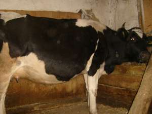 vand vaca si vitelusa holstein