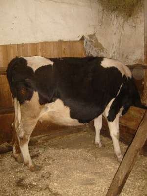 vand vaca si vitelusa holstein