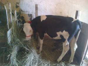 vand vaca si vitelusa holstein