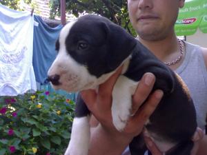 vand amstaff
