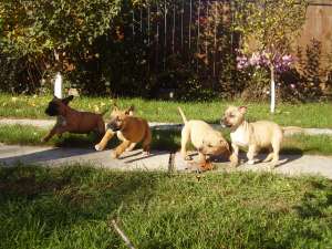 Vand pui amstaff fff ieftini si frumosi