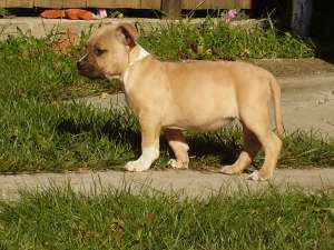 Vand pui amstaff fff ieftini si frumosi