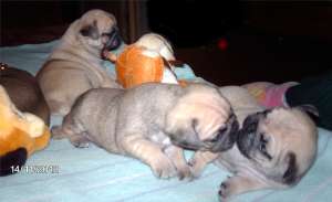 Mops Pug Carlino