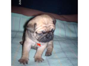 Mops Pug Carlino