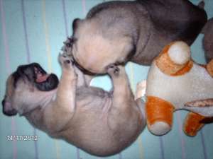 Mops Pug Carlino