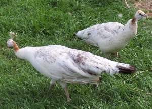 Pauni de vanzare