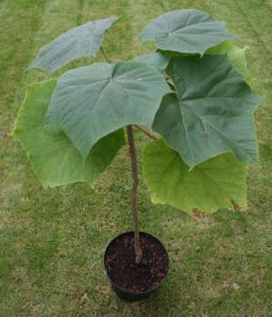 paulownia seminte si plante