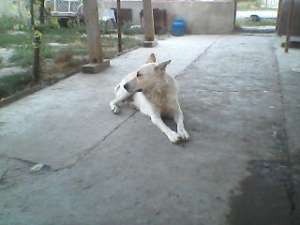 mascul ciobanesc german auriu, rasa rara, 5 ani, caut femela ptr imperechere, , fara pretentii, , , 