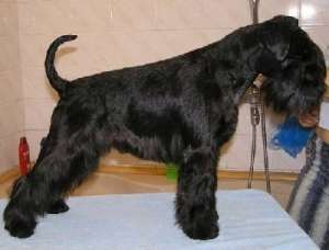 Cosmetica felina si canina la domiciliu