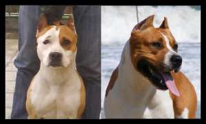 vand pui amstaff