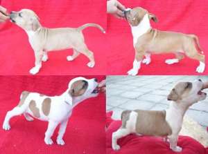 vand pui amstaff