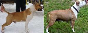 vand pui amstaff