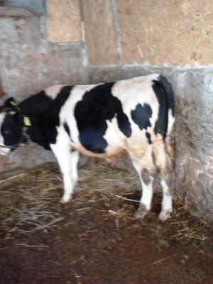 vand 3 tauri