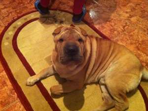 caut monta shar-pei femela
