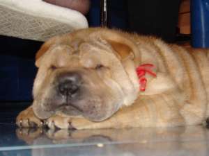 caut monta shar-pei femela