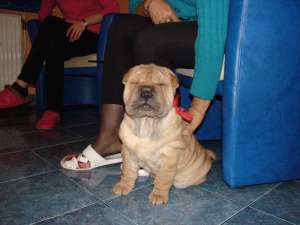 caut monta shar-pei femela