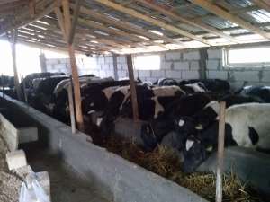 vand taurasi de 6-9 luni cu greutatea de 250-350kg
