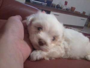 PUI BICHON MALTESE TOY
