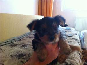 vand yorkshire terrier toy