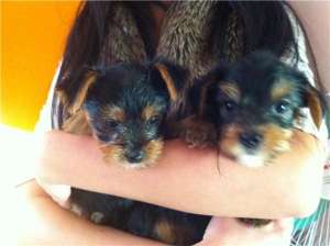 vand yorkshire terrier toy