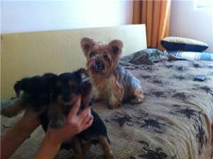 vand yorkshire terrier toy
