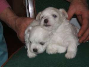 Bichon Maltez
