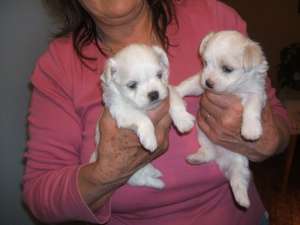 Bichon Maltez