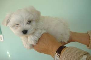 Catelusi Bichon maltese