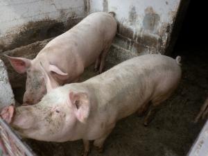 porci