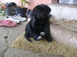 vand cane corso