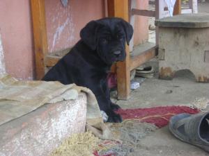 vand cane corso